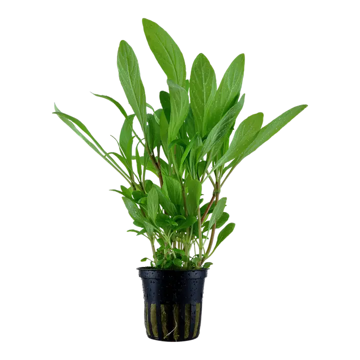 Tropica Akvarieplante i potte Hygrophila costata